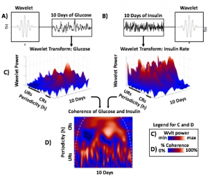 Wavelet Coherence flow for glucose and insulin