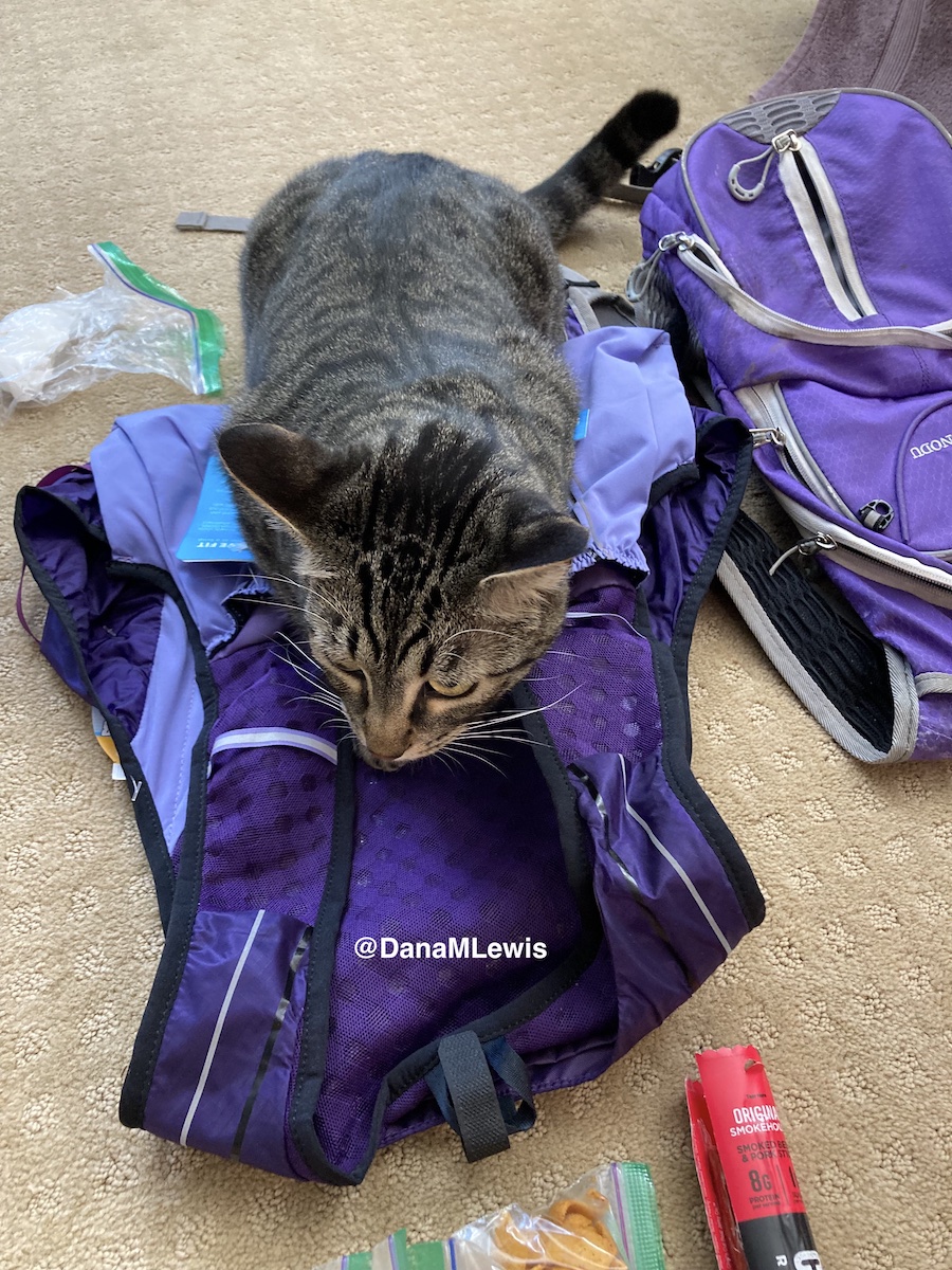 A cat sitting on and sniffing the new smells of a new, purple running vest