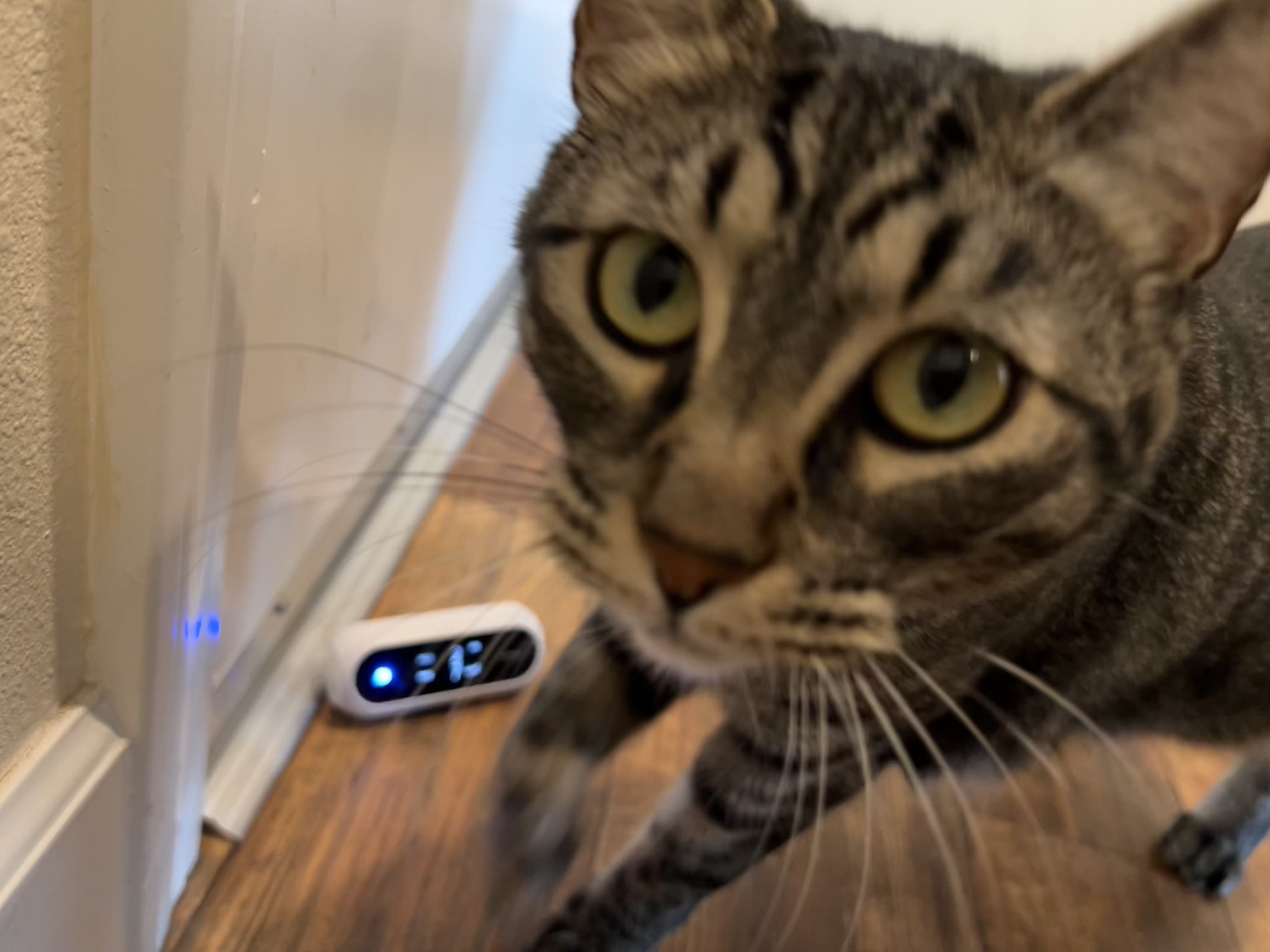 A cat sticking it's face toward the phone camera. Behind the cat, a portable PM 2.5 / PM 10 air monitor sits on the floor by a door to measure incoming air.