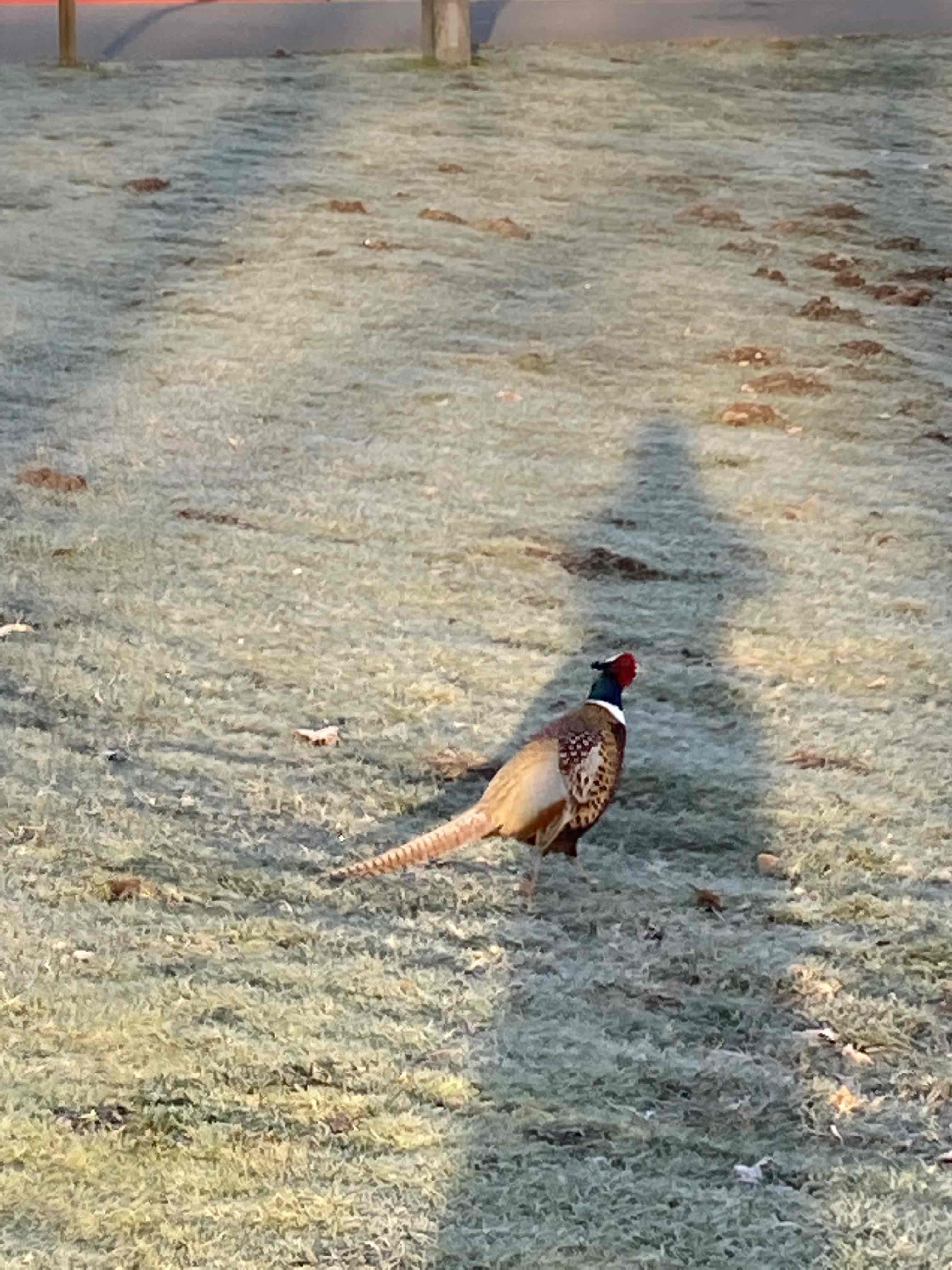 Pheasant