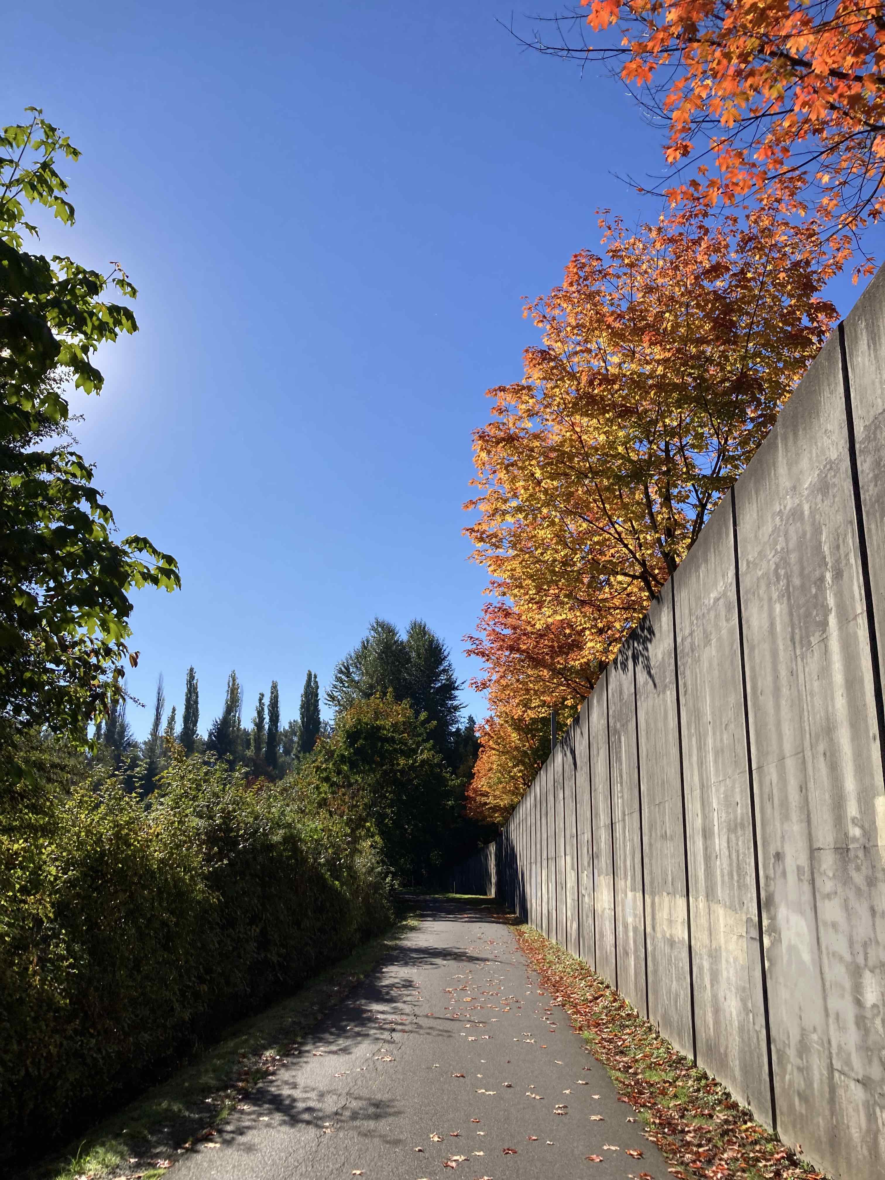 A pretty view of the trail with bright blue sky after the sun rose with green bushes (and the river out of sight) to the left, with the trail parallel to a high concrete wall of a road with cheery red and yellow leaved trees leaning over the trail.
