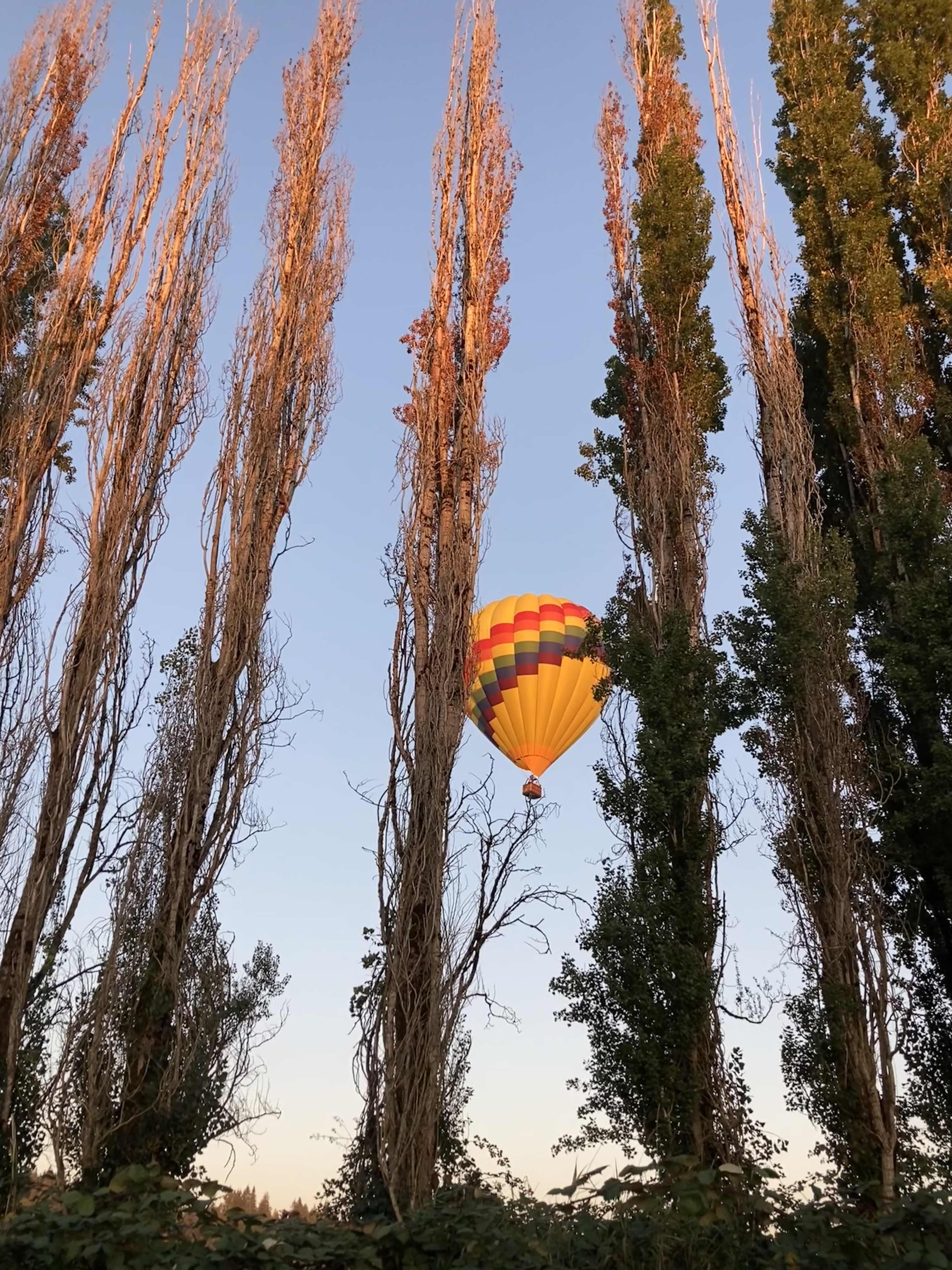 At sunset, with light blue sky fading to yellow at the horizon behind the row of tall, skinny bush like trees with gaps and a hot air balloon a hundred or so feet off the ground seen between the trees.