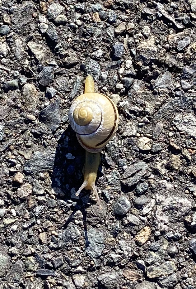 A close up of a yellow shelled snail against the paved trail that I saw while walking the world's slowest 17-mile lap on day 2.